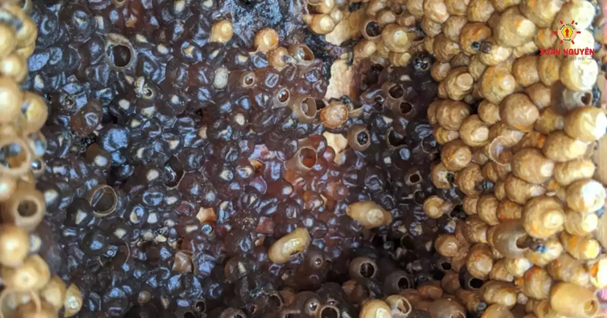 Đặc điểm của mật ong dú