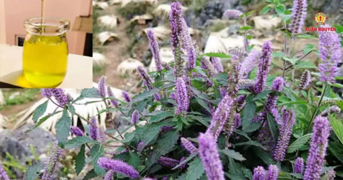 Mật ong hoa bạc hà giúp ngăn ngừa viêm xương khớp