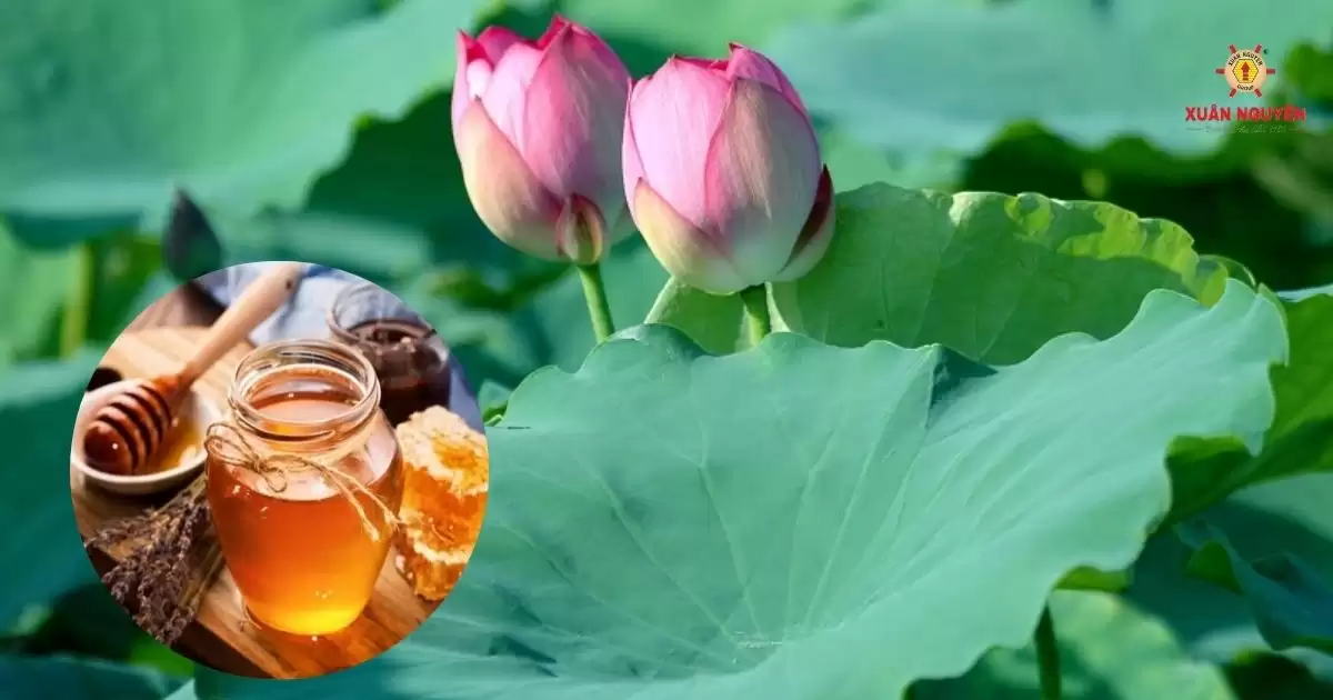 Mật ong hoa sen