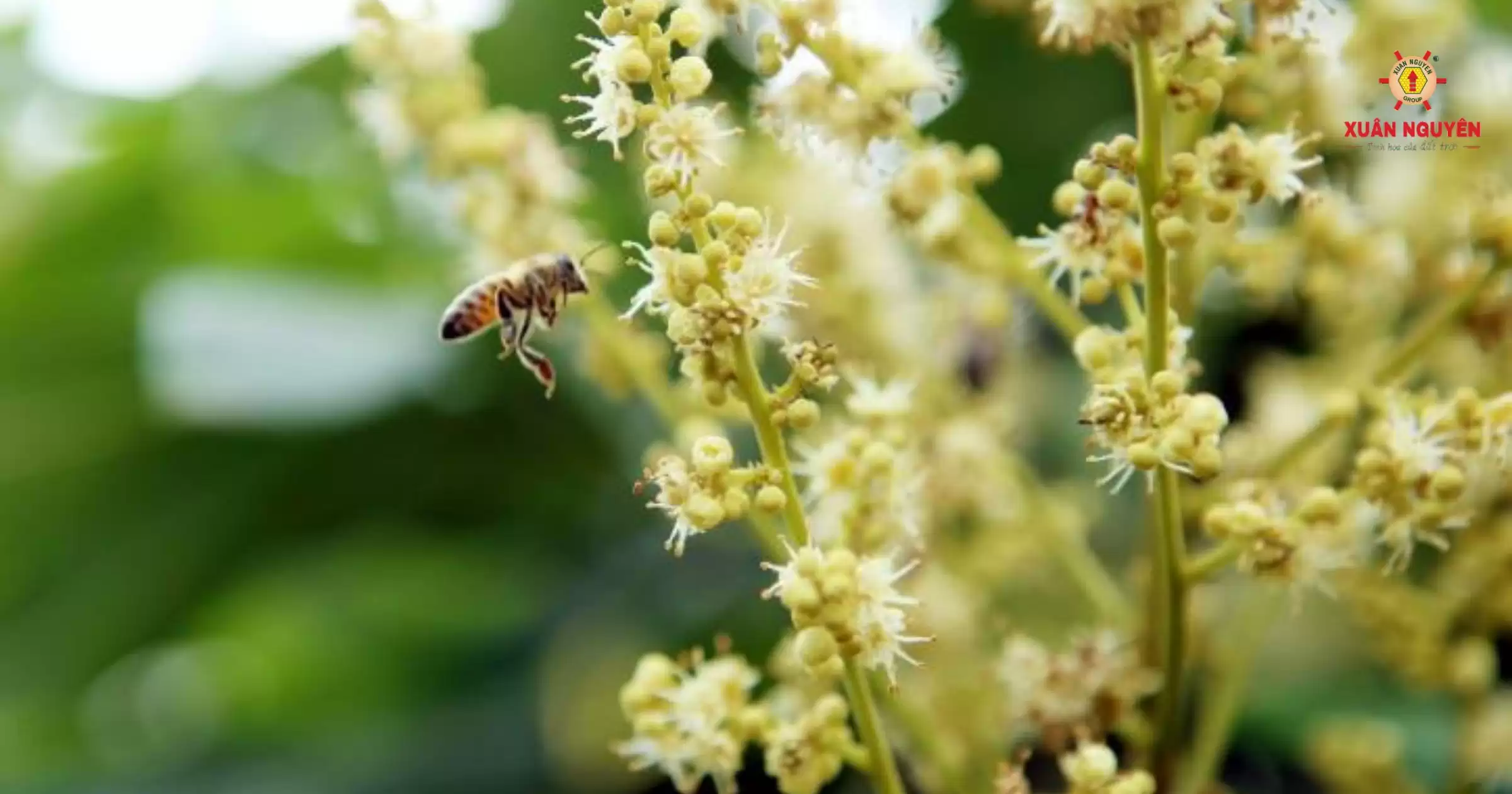 Nhận biết qua vùng trồng hoa nhãn