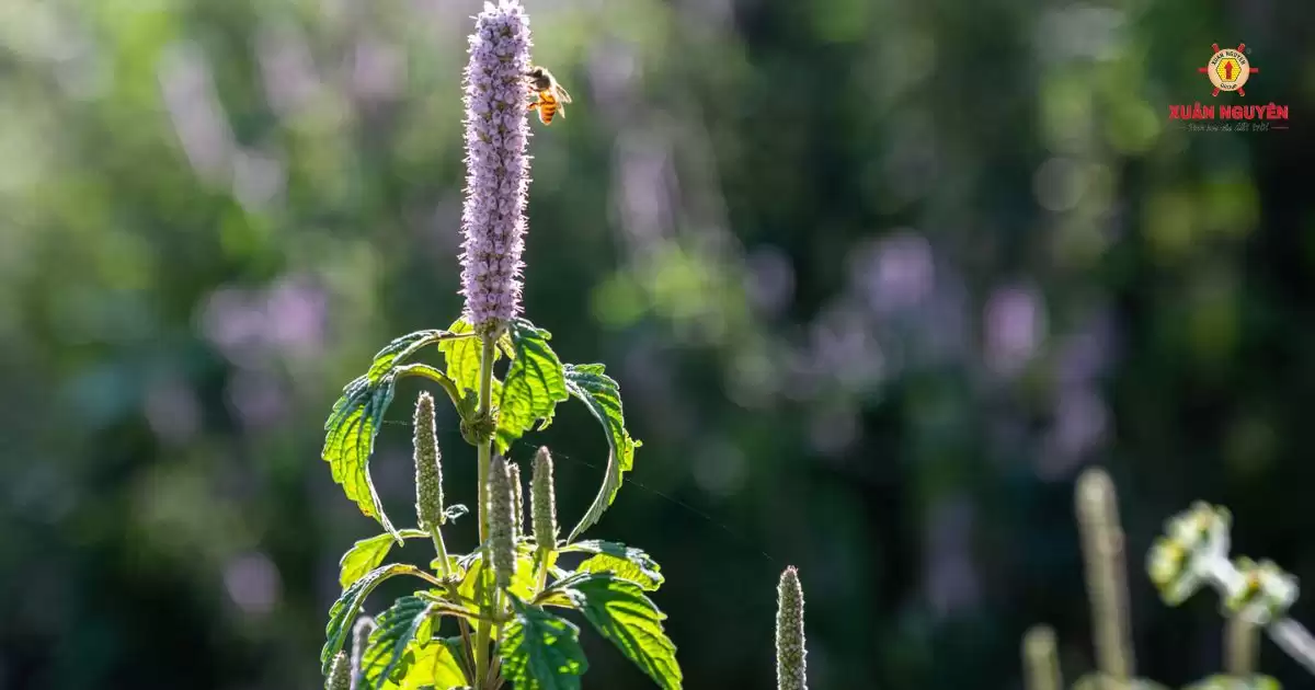 đặc điểm mật ong hoa bạc hà