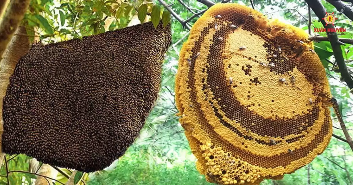 mật ong rừng tây nguyên-1