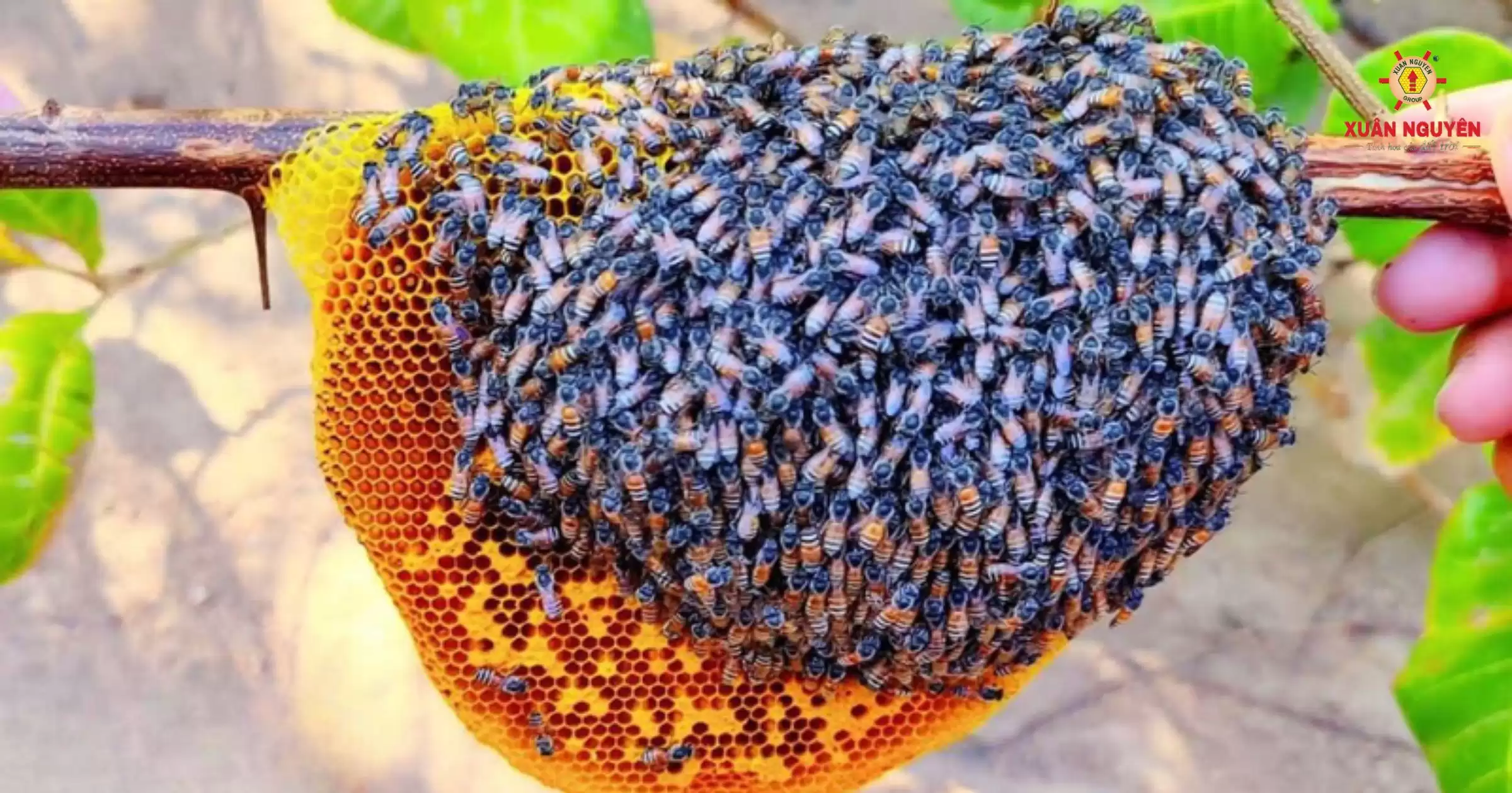 mật ong ruồi