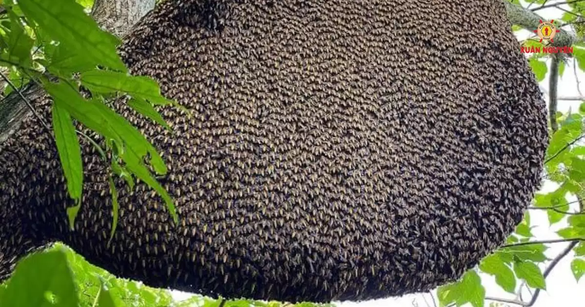 mật ong rừng tràm-1