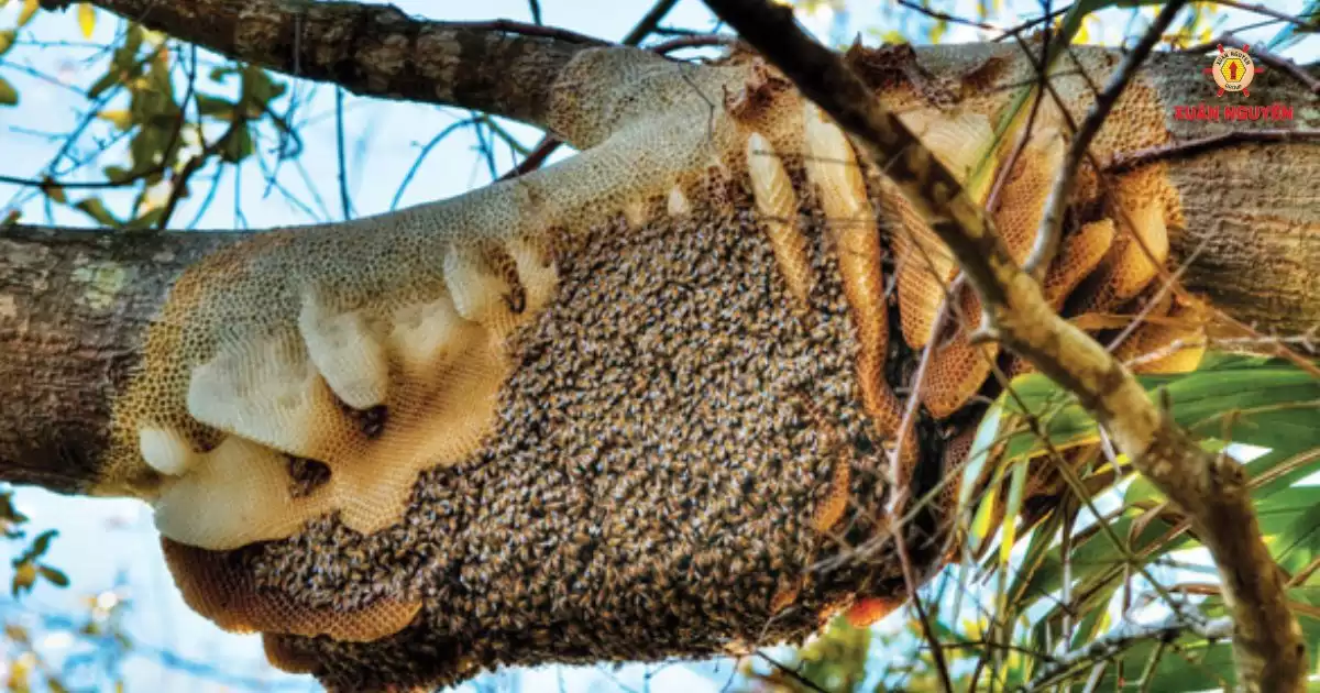 mật ong rừng tràm