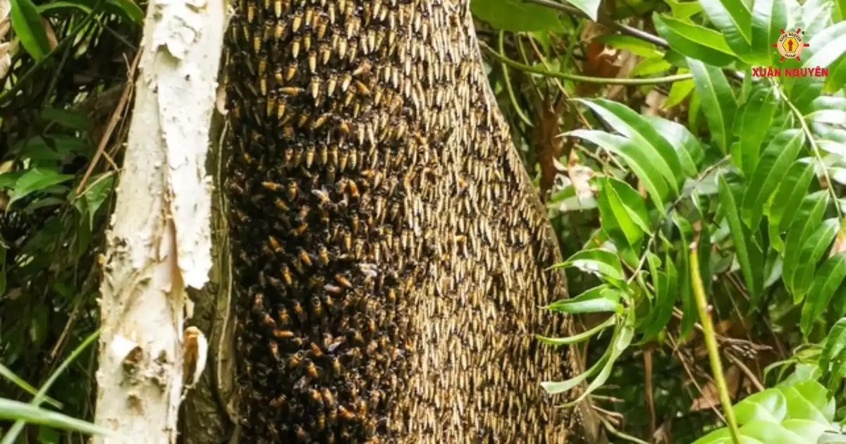 mật ong rừng u minh